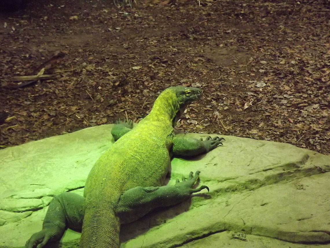 50 SHADES OF GREEN TAKEN AT CHESTER ZOO KIMODO DRAGON