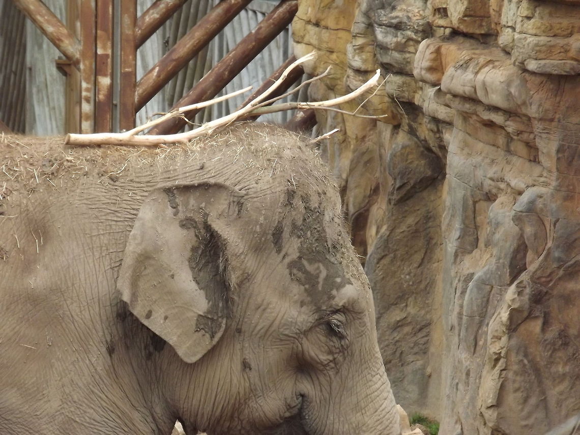 SPECIAL BRANCH INDIAN ELEPHANT AT CHESTER ZOO Elephas maximus indicus,Geotagged,Indian Elephant,United Kingdom