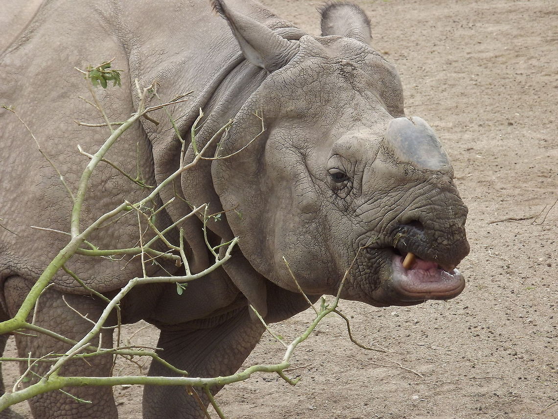 WHOS CIVILISED NOT LONG AGO THERE WERE LESS THAN 200 OF THESE MAGNIFICENT ANIMALS ,THERE ARE NOW APPROX 2,600,THANKS TO THE EUROPEAN ENDANGERED SPECIES BREEDING PROGRAMME. Geotagged,Indian rhinoceros,Rhinoceros unicornis,United Kingdom
