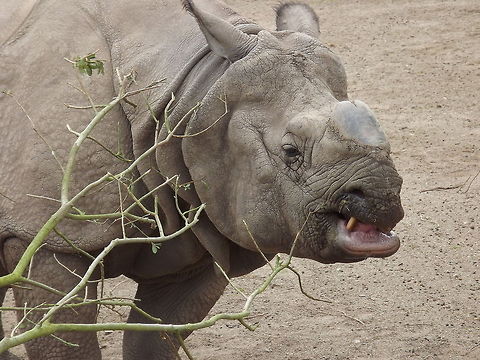 WHOS CIVILISED NOT LONG AGO THERE WERE LESS THAN 200 OF THESE MAGNIFICENT ANIMALS ,THERE ARE NOW APPROX 2,600,THANKS TO THE EUROPEAN ENDANGERED SPECIES BREEDING PROGRAMME. Geotagged,Indian rhinoceros,Rhinoceros unicornis,United Kingdom