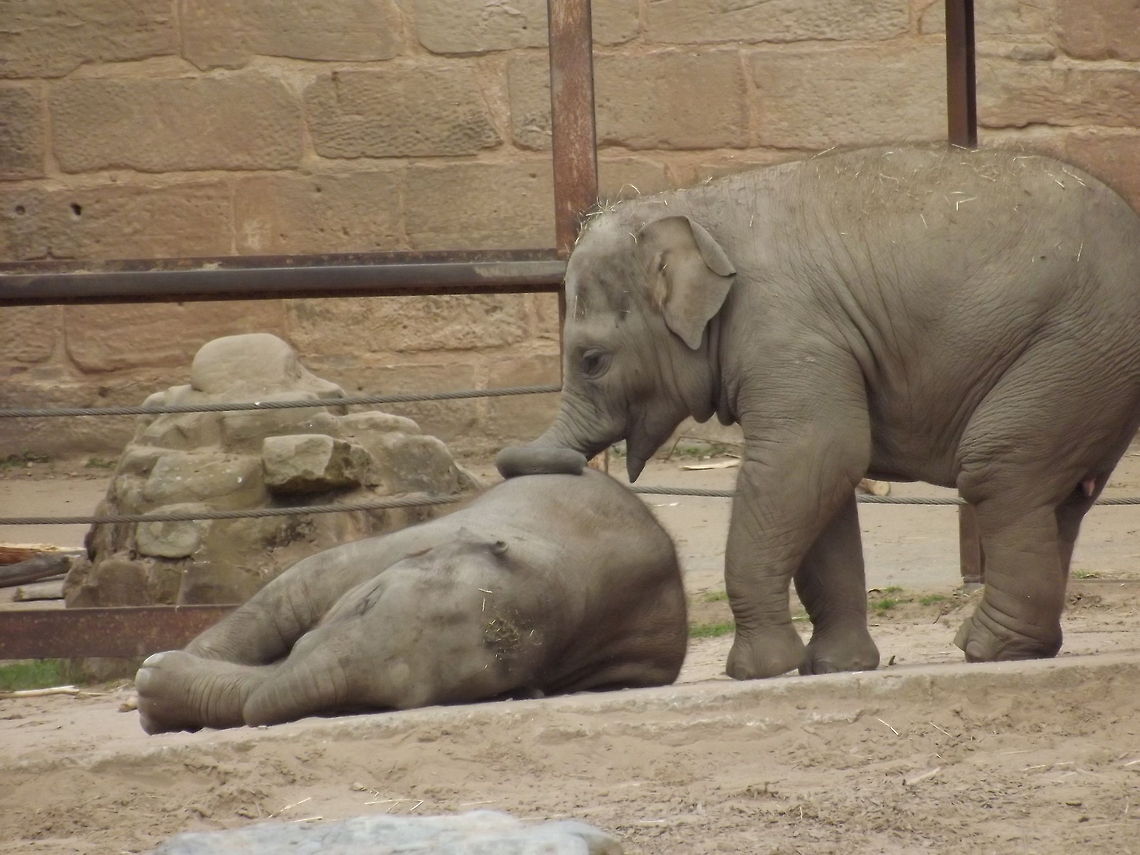 PLAYTIME BABY ASIAN ELEPHANTS  Asian elephant,Elephas maximus,Geotagged,United Kingdom