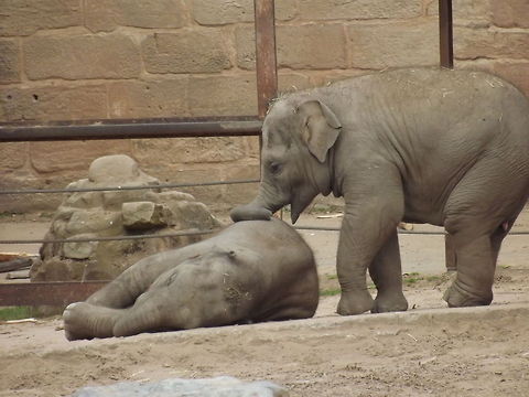 PLAYTIME BABY ASIAN ELEPHANTS  Asian elephant,Elephas maximus,Geotagged,United Kingdom
