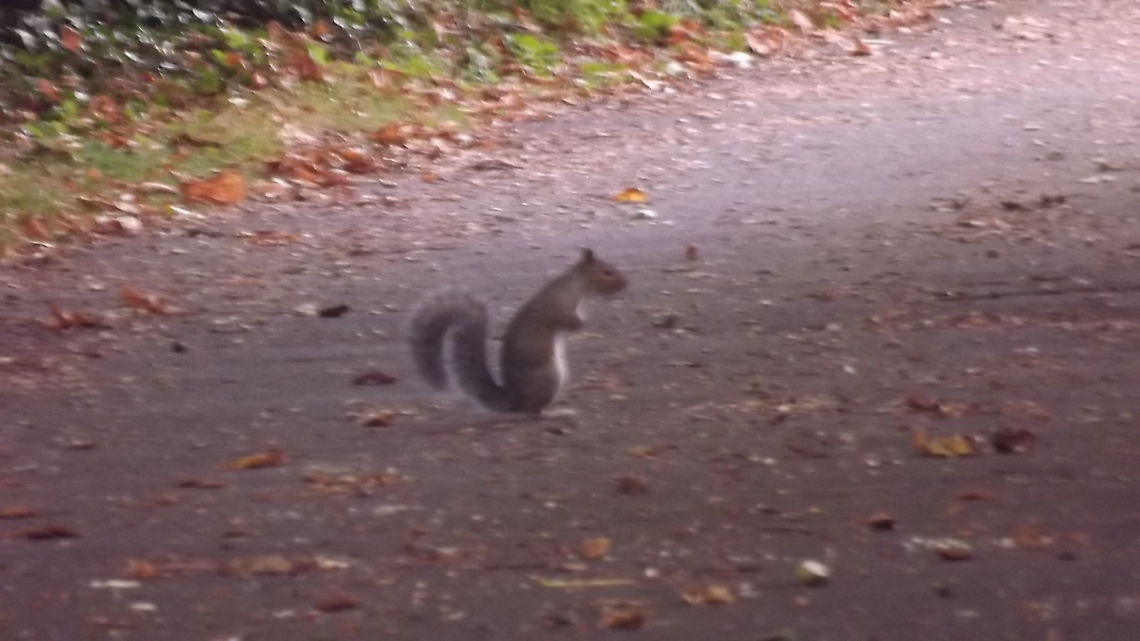 SAFELY ACCROSS THE LANE GREY SQUIRREL Geotagged,United Kingdom