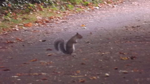 SAFELY ACCROSS THE LANE GREY SQUIRREL Geotagged,United Kingdom