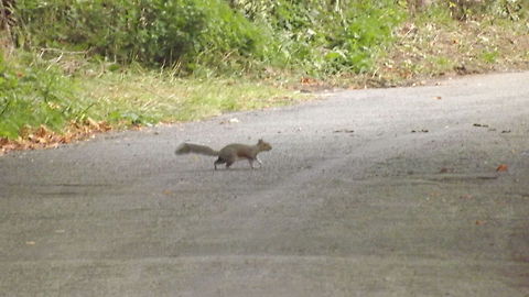 LOOK BOTH WAYS GREY SQUIRREL Geotagged,United Kingdom