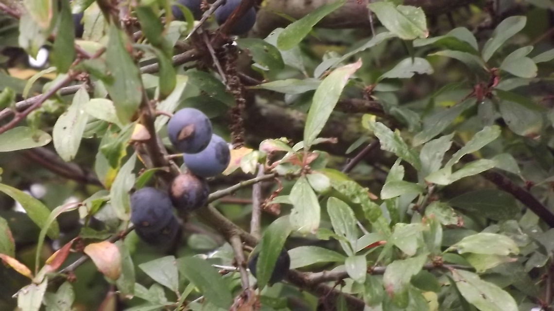 SLOE SLOE QUICK QUICK SLOE SLOES growing in nearby field Geotagged,United Kingdom