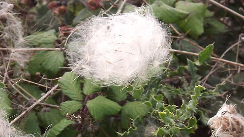 CANDY FLOSS thistle down caught on brambles