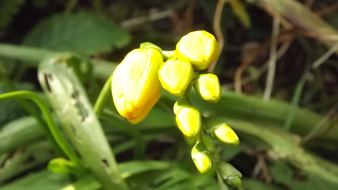 FREESIA JOLLY GOOD FELLOW  Geotagged,United Kingdom