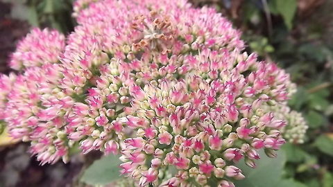 SEDUM AND WEEP top of a sedum Sedum acre