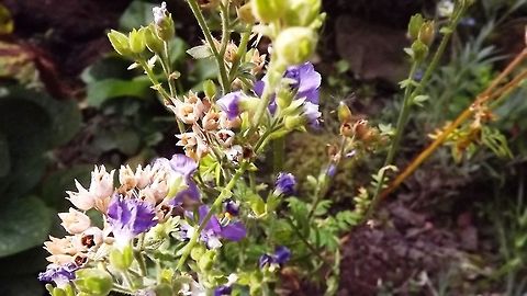 JACOBS LADDER  Jacob's Ladder,Polemonium caeruleum