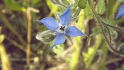 BLUE FOR YOU PICTURE OF A BORAGE FLOWER Borage,Borago officinalis