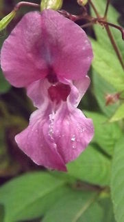 IN THE PINK PLANT KNOWN AS LONDONS PRIDE Geotagged,Himalayan Balsam,Impatiens glandulifera,Invasive species,United Kingdom