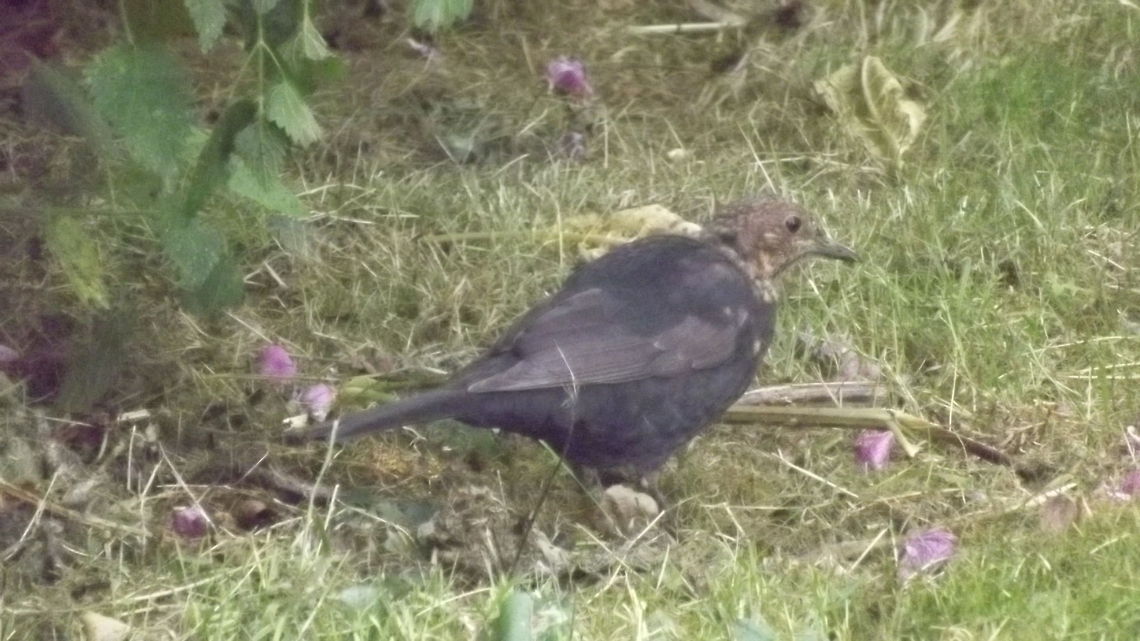BIRDY  Common Blackbird,Turdus merula