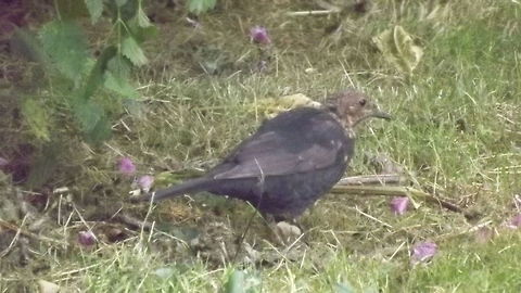 BIRDY  Common Blackbird,Turdus merula