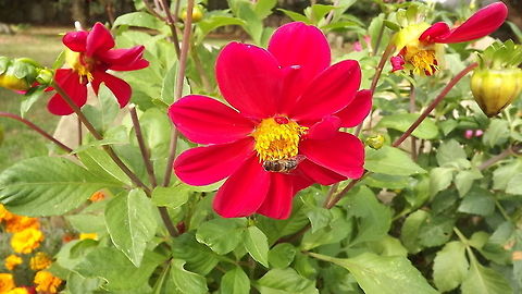 THE BISHOP THIS IS A DAHLIA FLOWER (THE BISHOP OF LLANDAFF) COMPLETE WITH BEE Dahlia x hortensis Guillaumin