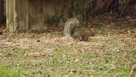 TUFTY PHOTOGRAPH TAKEN IN LOCAL CHURCHYARD.