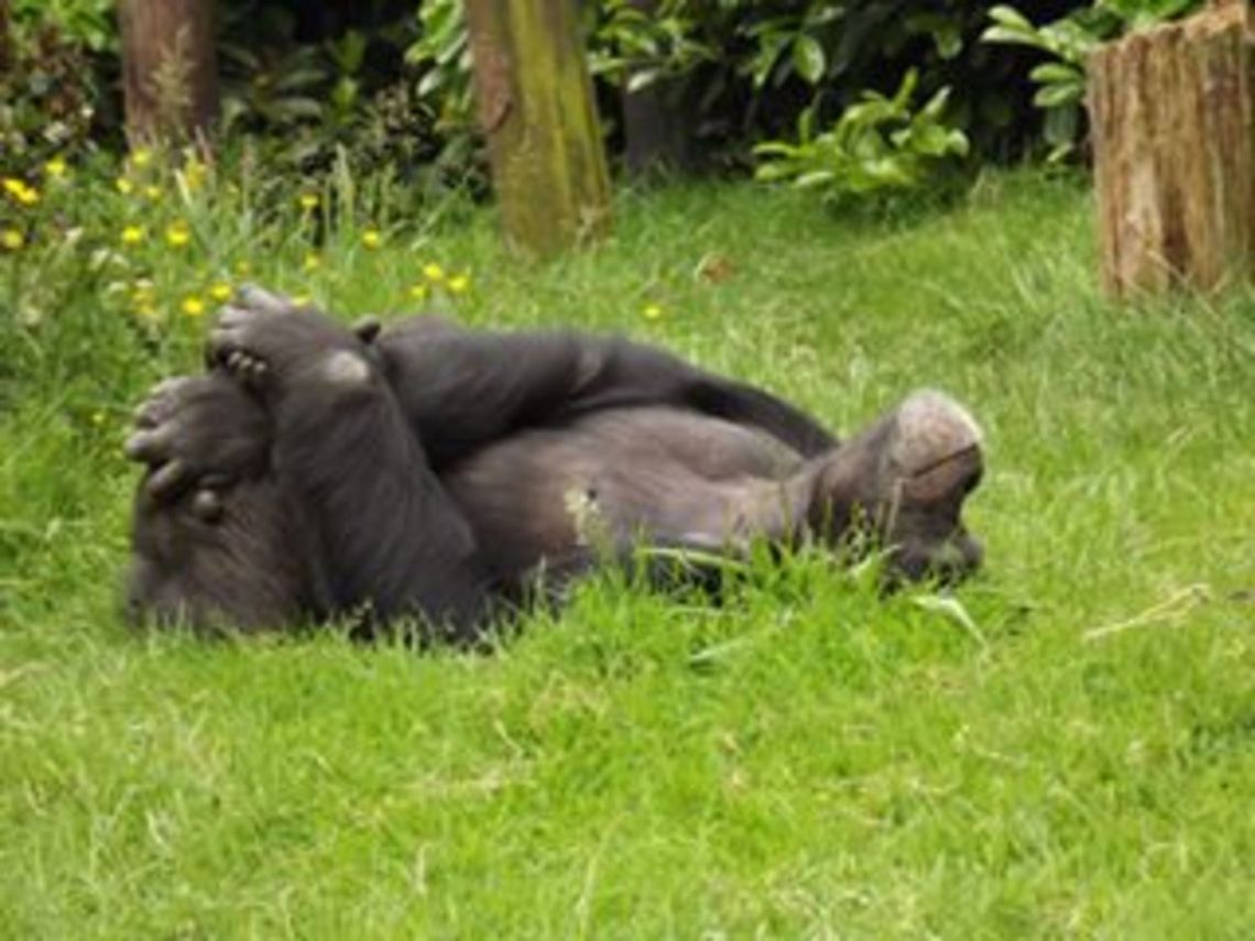 NO MORE FOOTBALL FOR ME COMMON CHIMP,THERE CONSERVATION STATUS IS RED ENDANGERED,DUE TO MINING,FORESTRY AND AGRICULTURAL DEVELOPMENT,ALSO HUNTING AND POACHING AND EXPOSURE TO DISEASES BROUGHT INTO THEIR ENVIRONMENT BY HUMANSX<br />
 Geotagged,United Kingdom