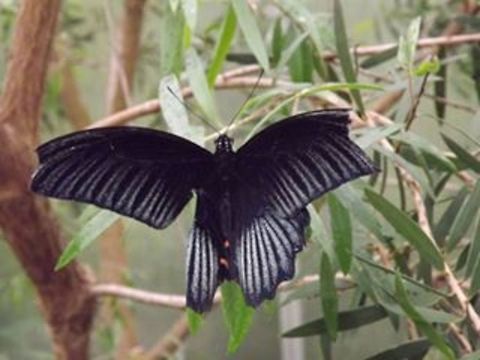 BACK IN BLACK STILL TRYING TO FIND THE IDENTITY Geotagged,Orchard Swallowtail Butterfly,Papilio aegeus,Papilio deiphobus rumanzovia,Scarlet Mormon,United Kingdom