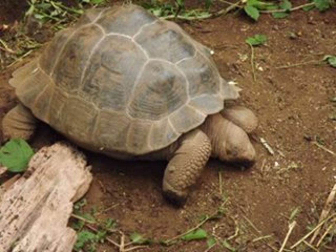 coming out of my shell GALAPOGAS GIANT TORTOISE,these tortoises can live up to 100years. Geotagged,United Kingdom