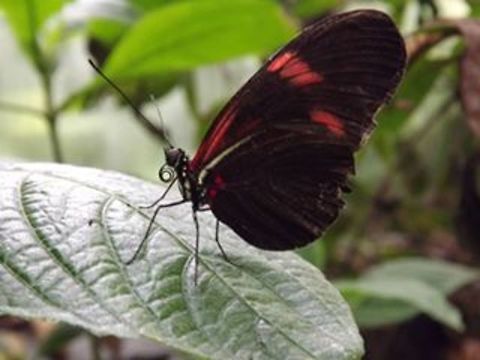 burlesque  Common Postman,Heliconius melpomene