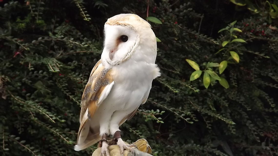 twit twoo this barn owl belongs to someone in the village I live in ,his name is billy breeze<br />
 Barn Owl,Tyto alba