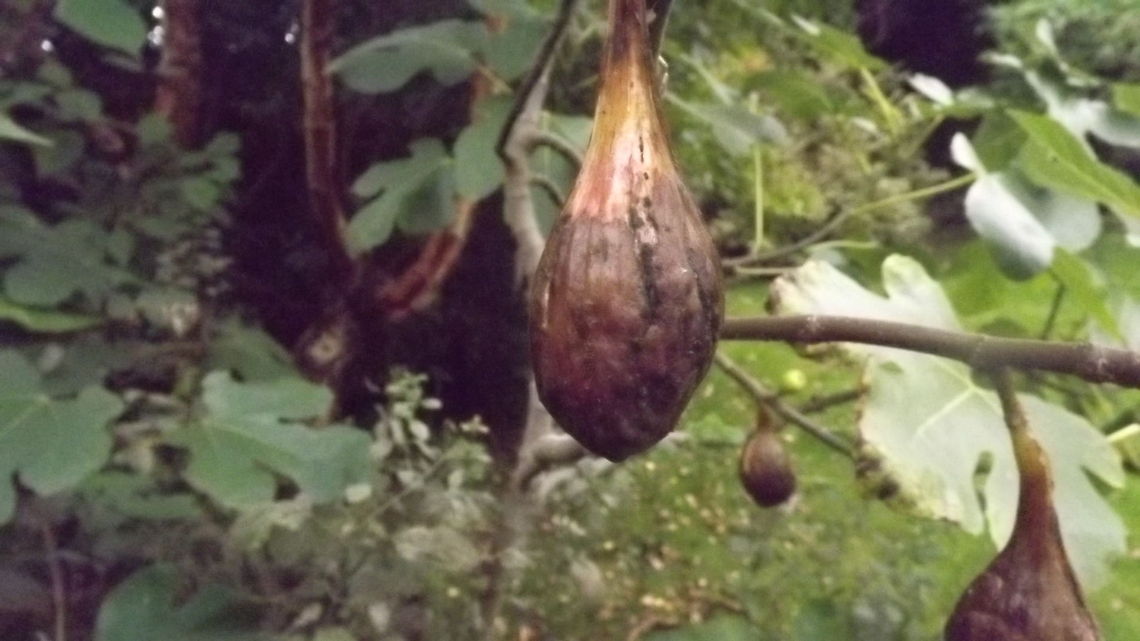 BROWN TURKEY  Ficus carica,Ficus carica – Common fig,Geotagged,United Kingdom