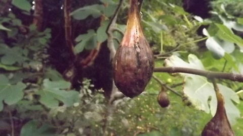BROWN TURKEY  Ficus carica,Ficus carica – Common fig,Geotagged,United Kingdom