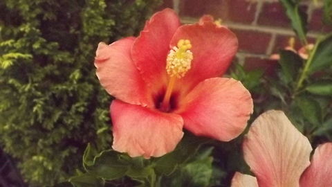 IN THE PINK  Chinese hibiscus,Hibiscus rosa-sinensis