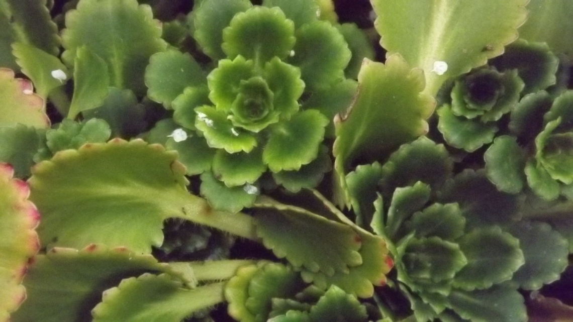 house leek  Common Houseleek,Geotagged,Sempervivum tectorum,United Kingdom