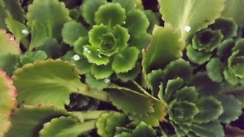 house leek  Common Houseleek,Geotagged,Sempervivum tectorum,United Kingdom