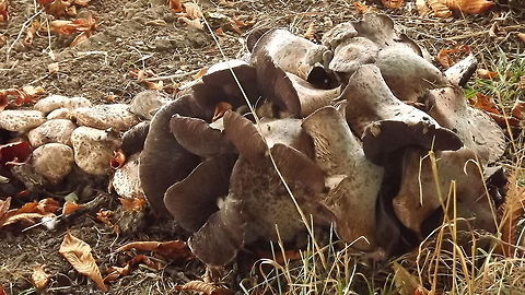 such a fungi not sure what this is yet,