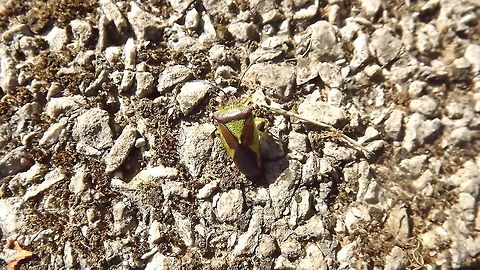 green shield bug also known as green stink bug Acanthosoma haemorrhoidale,Hawthorn shield bug