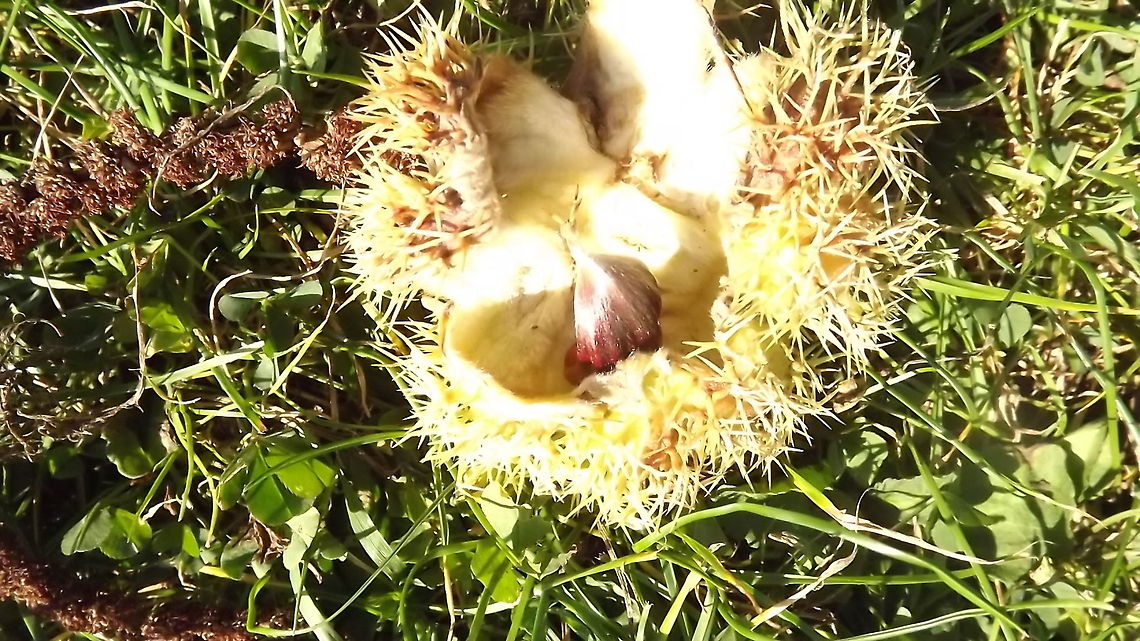 prickly or what this is a picture of a chestnut in its shell, Castanea sativa,Geotagged,Sweet Chestnut,United Kingdom