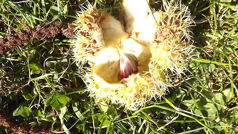 prickly or what this is a picture of a chestnut in its shell, Castanea sativa,Geotagged,Sweet Chestnut,United Kingdom