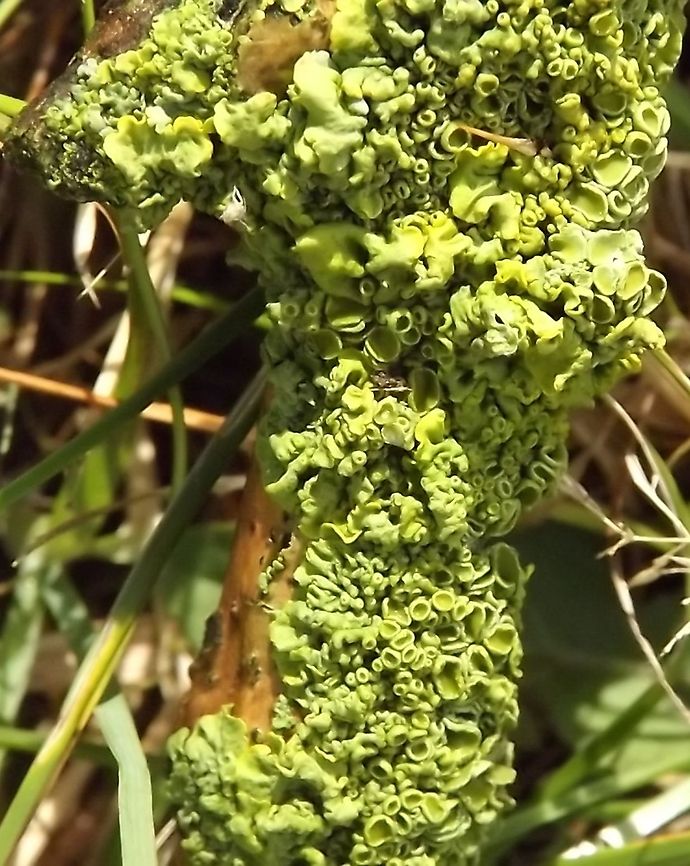 cabbage looking normally called common greenshield lichen Flavoparmelia caperata,Geotagged,United Kingdom