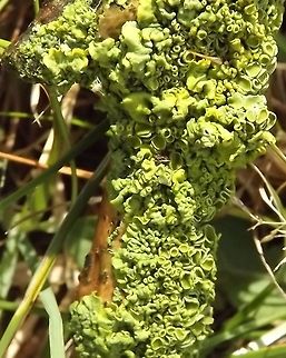 cabbage looking normally called common greenshield lichen Flavoparmelia caperata,Geotagged,United Kingdom