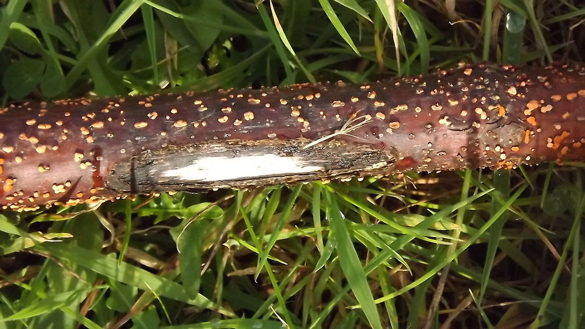 spotted coral spot on a piece of stick Nectria cinnabarina
