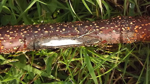 spotted coral spot on a piece of stick Nectria cinnabarina