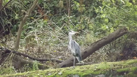 rooted to the spot a heron watching the fish in the river alyn Ardea cinerea,Grey heron