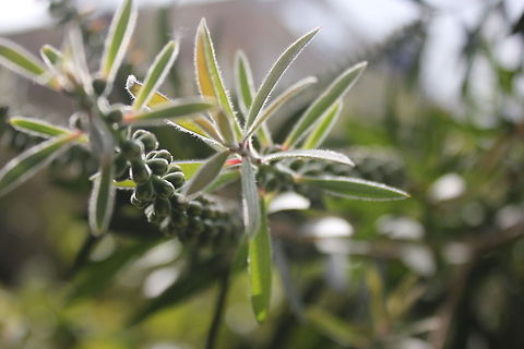 Nature's Fireworks This photo was taken while I was studying abroad for the year, I took a mental health day and went on a photo walk around the community I had been living in for months and it was only when I was looking through a camera lens that I really started to appreciate where I was and the beauty the country held.  Geotagged,Israel
