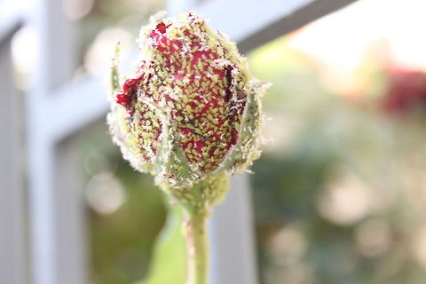 Masters of Disguise This is one of my favorite nature shots. I can clearly remember the panic when I touched the rose and realized the tiny green stuff on the flower was actually not plant life, rather sticky leaf bugs, but the panic became admiration for how successfully they blended in and could fool an unfocused eye.  Geotagged,Israel,Rose