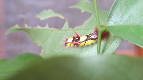 Colors for Words This little creature was hiding behind a leaf and I was so thrilled to catch him, the guide explained he'd soon be on his way to becoming a butterfly,  I was skeptical but I am non expert, I'll just let nature do the talking.   Costa Rica,Geotagged