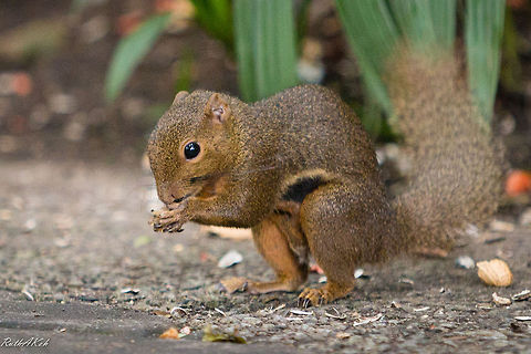 Gnaw Brown Squirrel