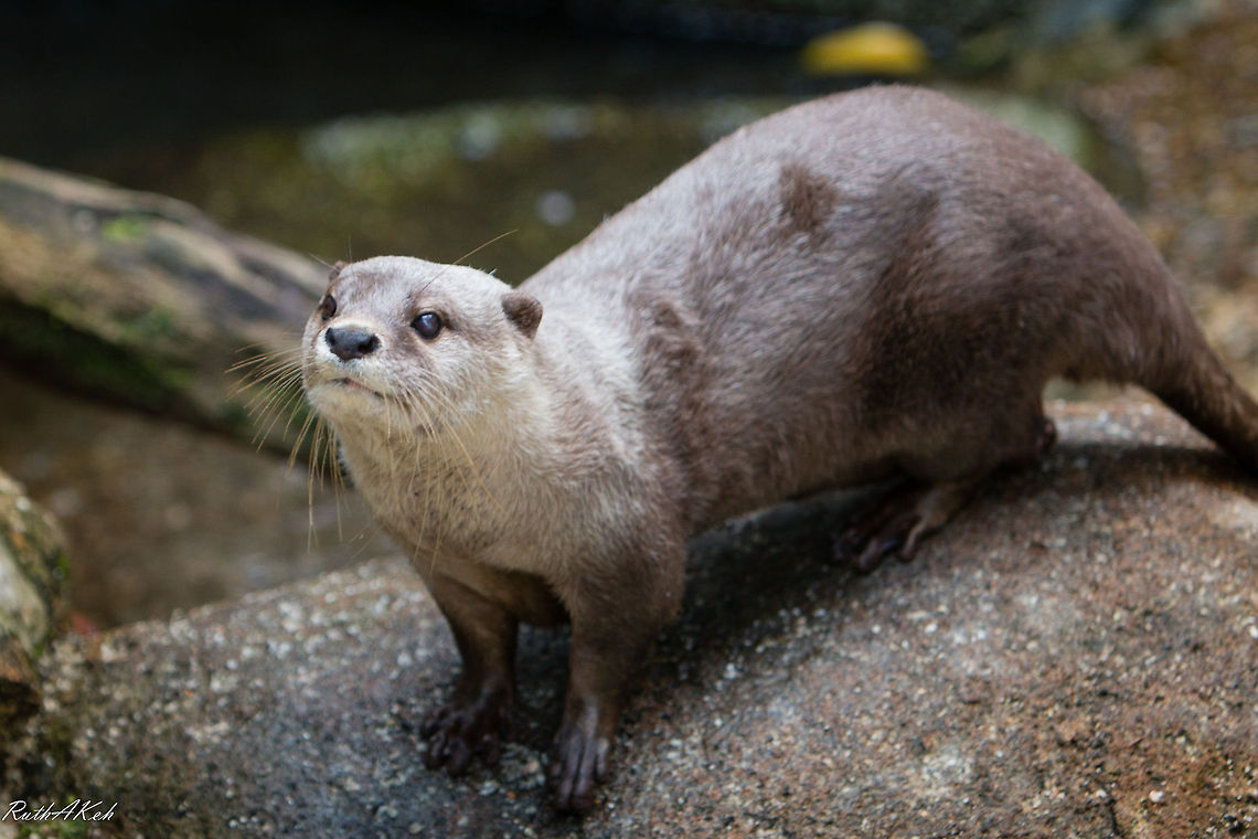 Curiosity Otter Aonyx cinerea,Oriental small-clawed otter