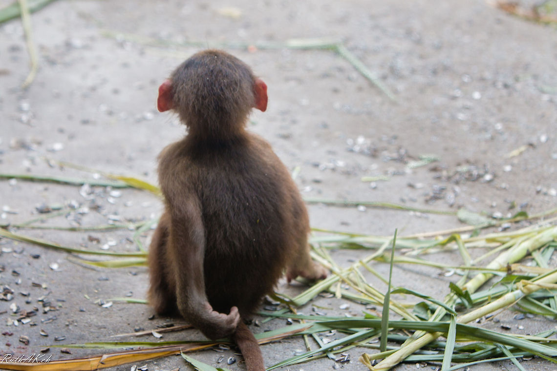 Hamadryas Baboon  Hamadryas baboon,Papio hamadryas