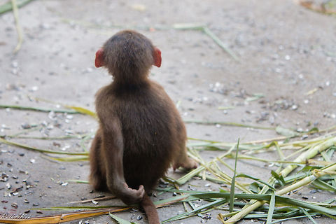 Hamadryas Baboon  Hamadryas baboon,Papio hamadryas