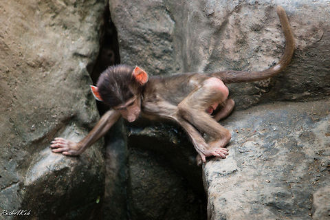 It's a Long Way Down... Baby Hamadrayas Baboon  Hamadryas baboon,Papio hamadryas