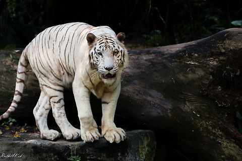 White Tiger  Bengal tiger,Panthera tigris altaica,Panthera tigris tigris,Siberian tiger