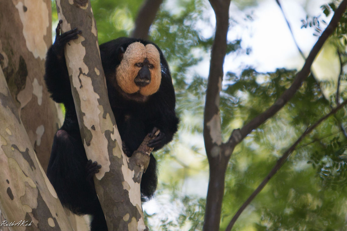 Solitude  Pithecia pithecia,White-faced saki