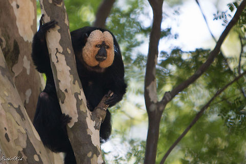 Solitude  Pithecia pithecia,White-faced saki